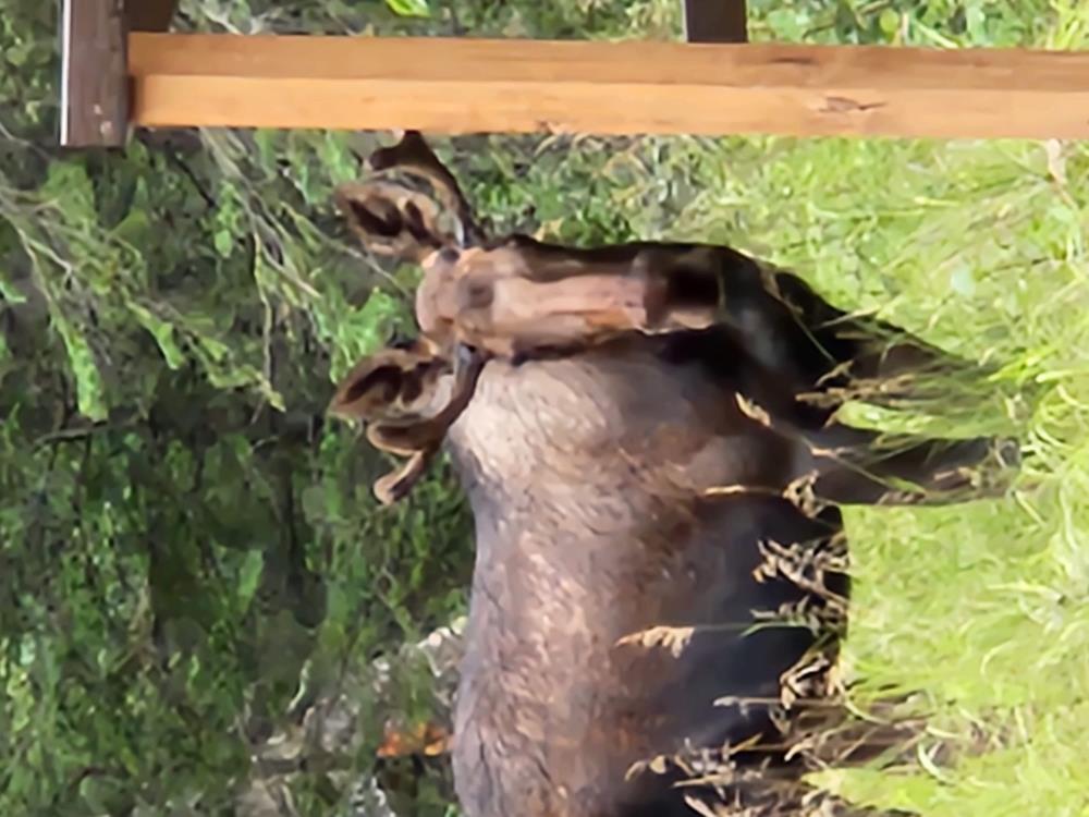 Moose in the backyard