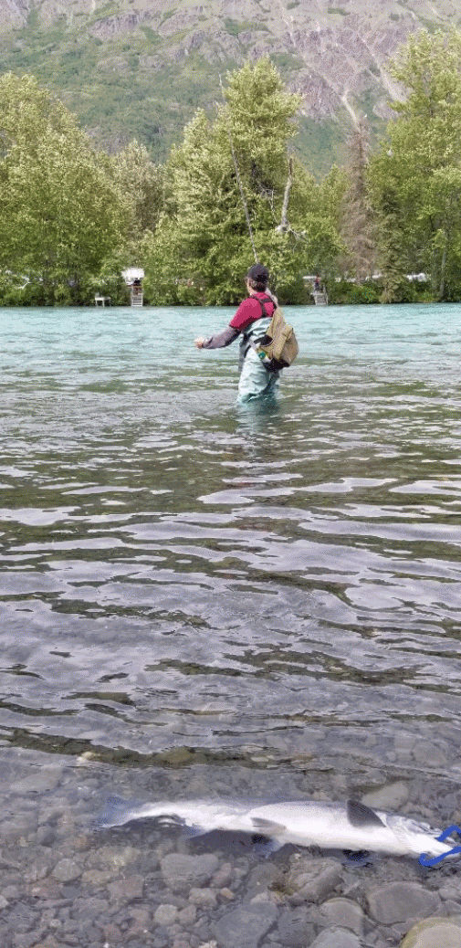 Russian River Reds at the confluence with the Kenai River